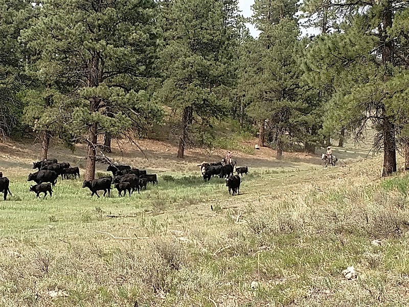 Majestic Escapes at Lone Mesa State Park surrounding landscape
