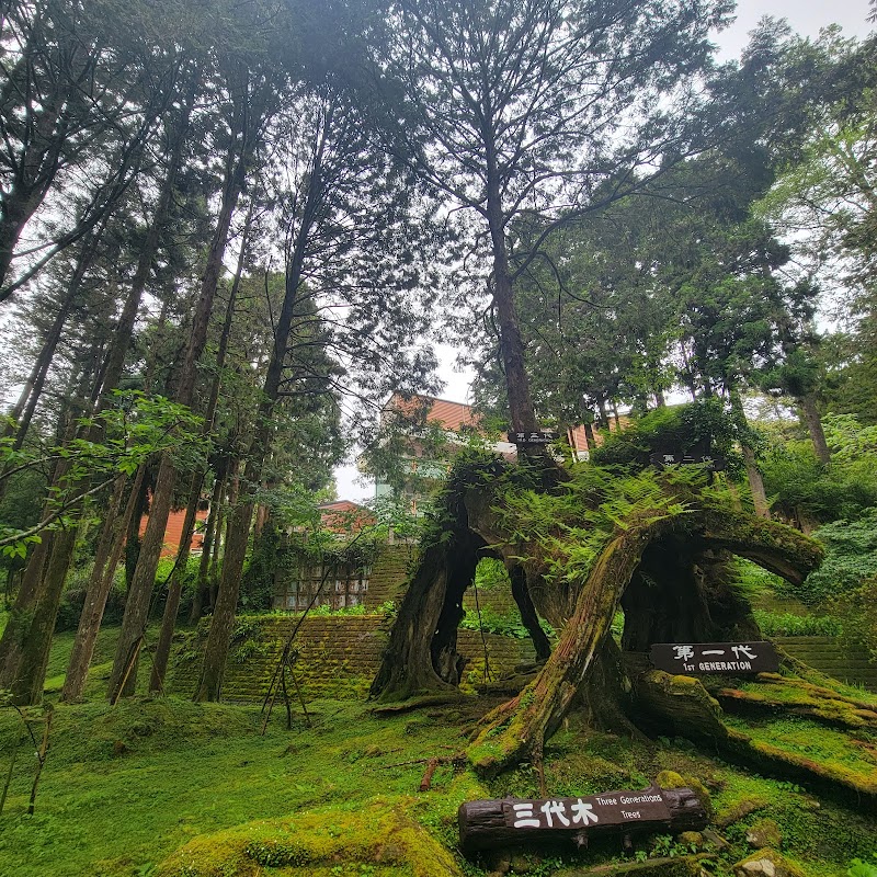 Enchanted Forests of Alishan - Alishan National Forest Recreation Area