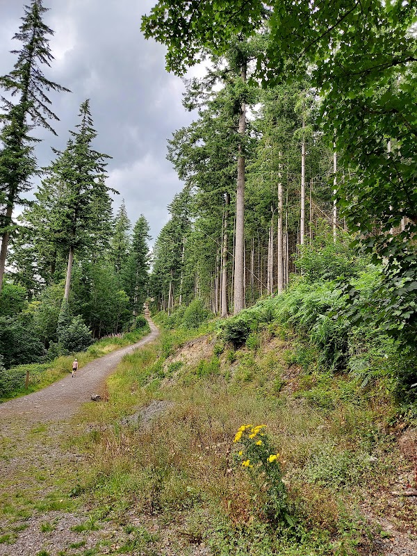 Forest Adventures in Dodd Wood - The Heart of Cumbria - Dodd Wood - Forestry England