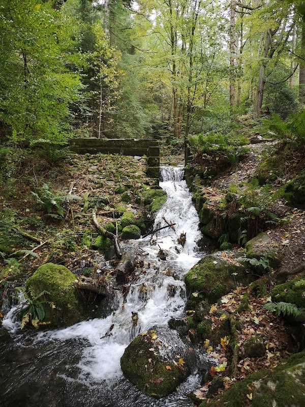 Forest Adventures in Dodd Wood - The Heart of Cumbria - Dodd Wood - Forestry England