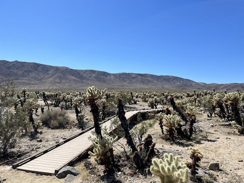 The Enchanting Desert of Joshua Tree National Park - Joshua Tree National Park