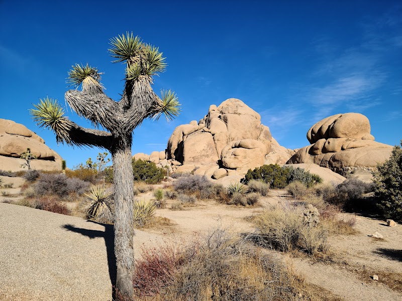 The Enchanting Desert of Joshua Tree National Park outdoor detail