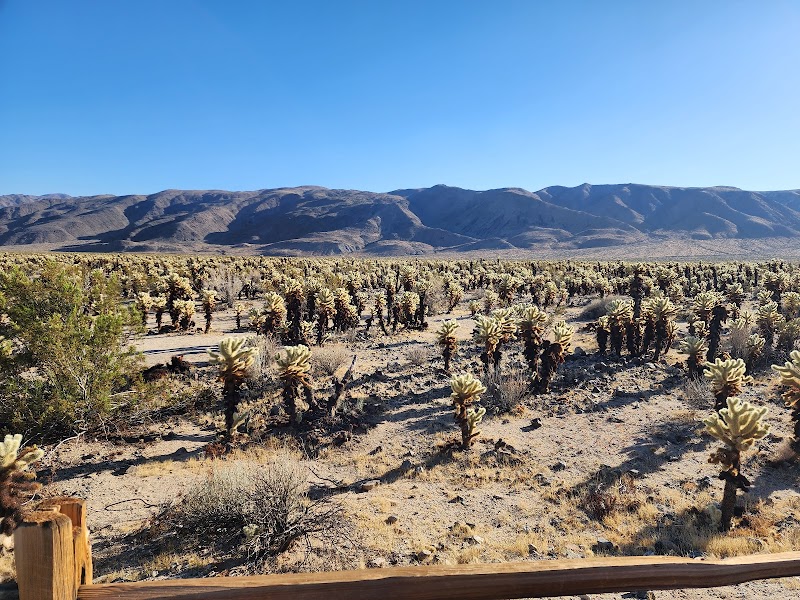 The Enchanting Desert of Joshua Tree National Park - Joshua Tree National Park