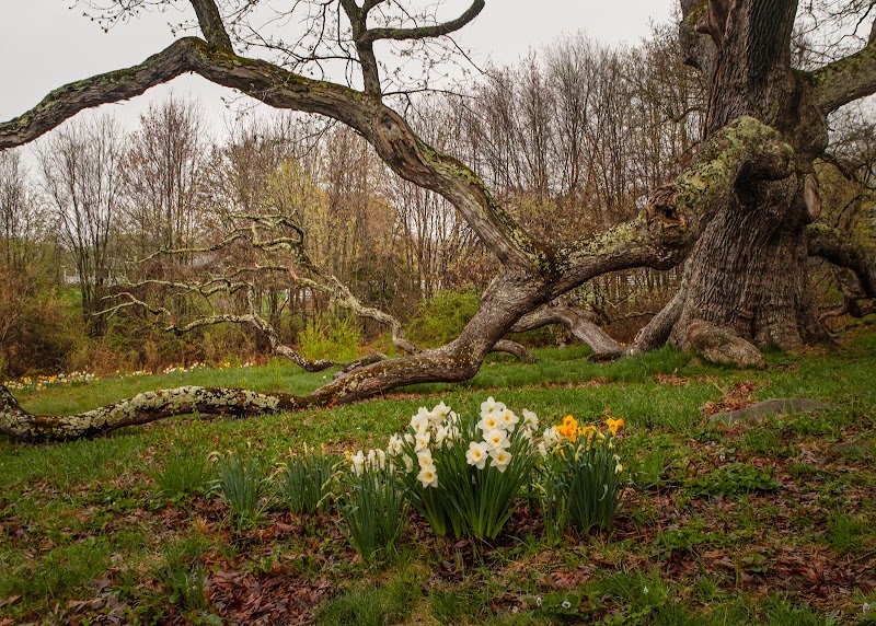 Majestic Heritage: Dewey-Granby Oak - Dewey-Granby Oak