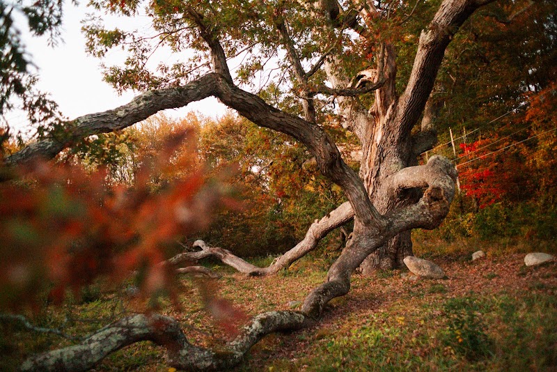 Majestic Heritage: Dewey-Granby Oak - Dewey-Granby Oak