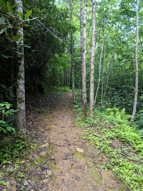 Discover the Wonders of Piney Knob Trail System surrounding landscape