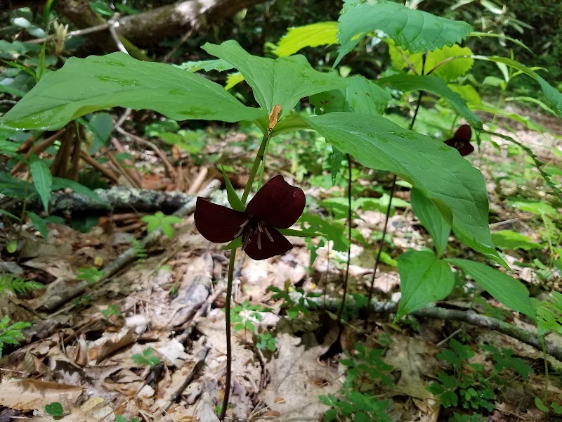 Nature's Tranquil Masterpiece: Rufus Morgan Trail and Falls - Rufus Morgan Trail and Falls