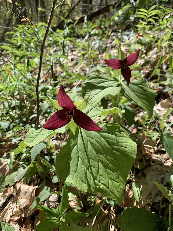 Hiking the Chunky Gal Trail: A North Carolina Gem - Chunky Gal Trail