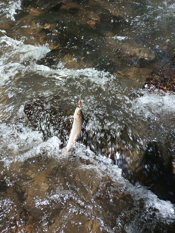 Wishon's Fishing Hole: A Tranquil Retreat in Nature outdoor detail
