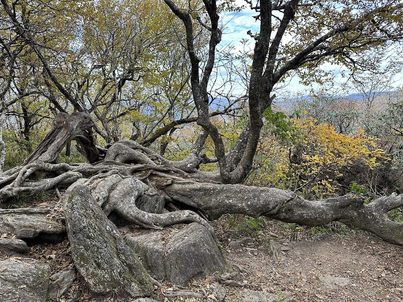 Craggy Pinnacle Summit: A Nature Lover's Dream surrounding landscape