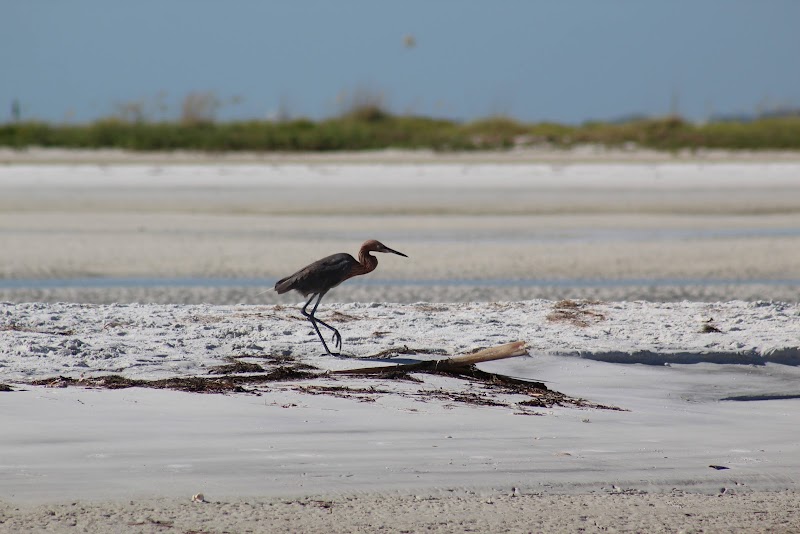 Seaside Serenity at Fort De Soto County Park outdoor detail