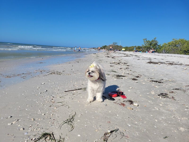 Sun-Kissed Shores of Honeymoon Island - Honeymoon Island State Park Pet Beach