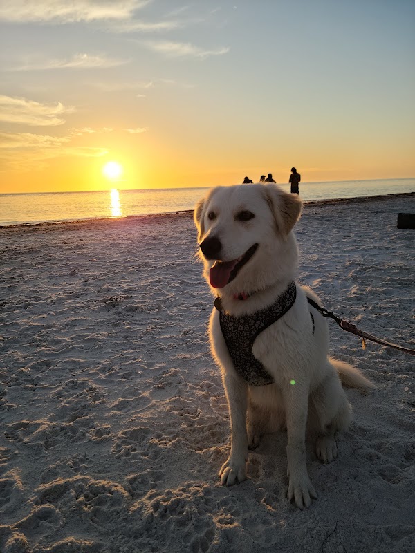 Sun-Kissed Shores of Honeymoon Island surrounding landscape