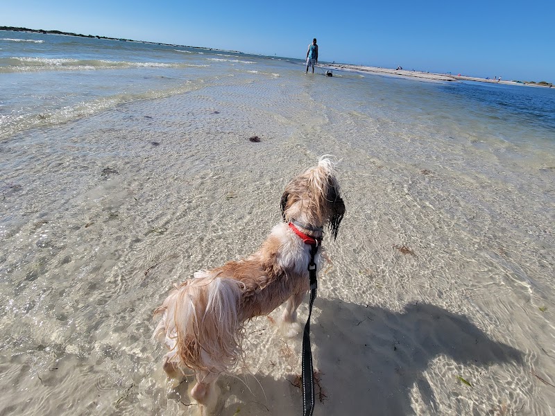 Sun-Kissed Shores of Honeymoon Island - Honeymoon Island State Park Pet Beach