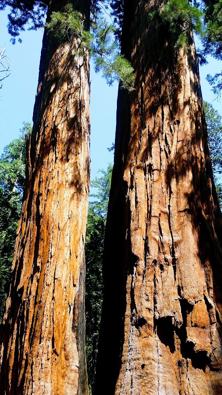 Majestic Pines of Big Trees surrounding landscape