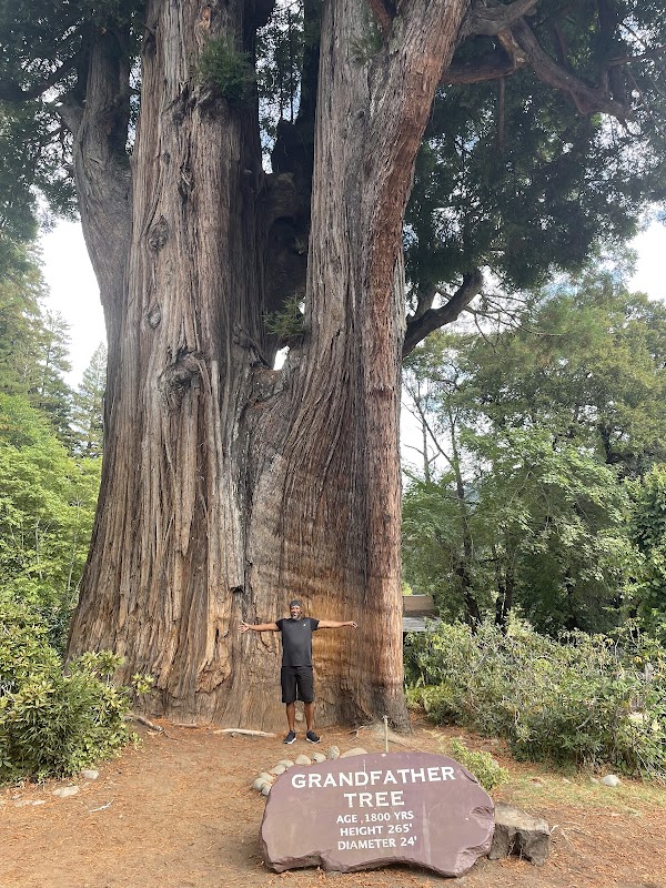 Majestic Pines of Big Trees - Big Trees