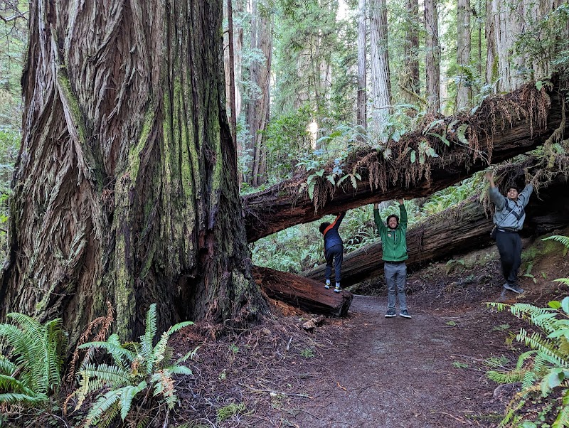Majestic Giants of Jedediah Smith surrounding landscape