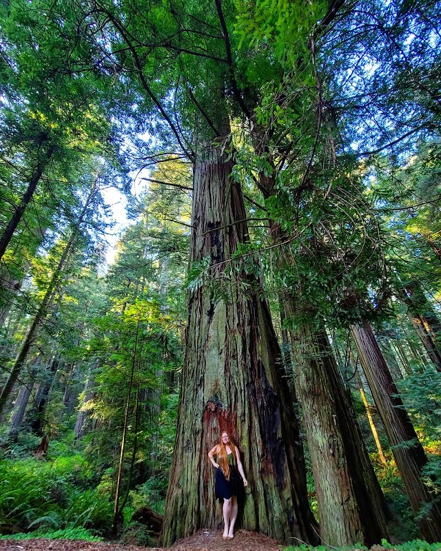 Majestic Giants of Jedediah Smith - Jedediah Smith Redwoods State Park
