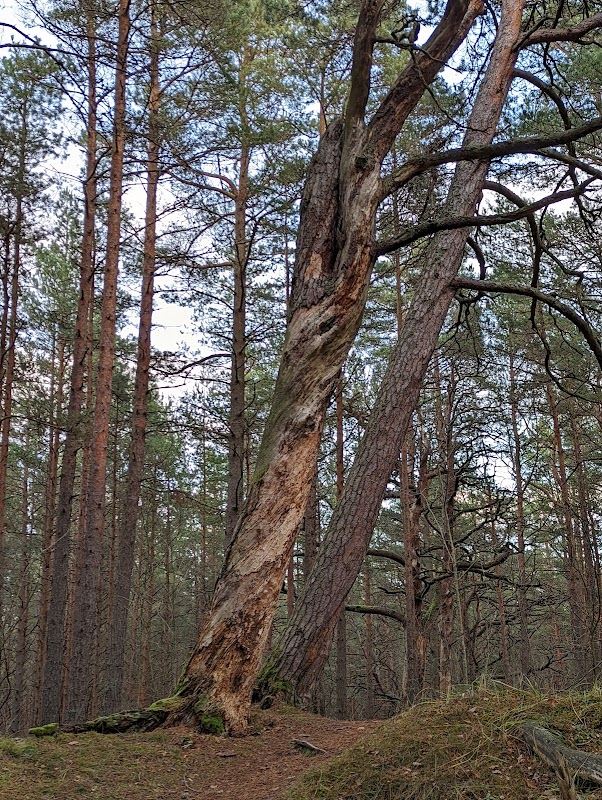 Nature's Boardwalk: Ragakāpa, Jūrmala - Ragakāpa