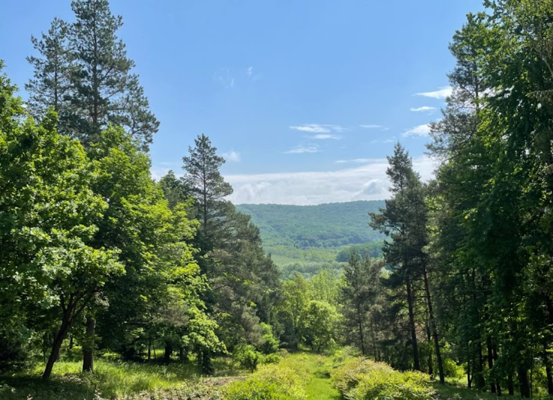 Enchanting Forests of Codri - Codri