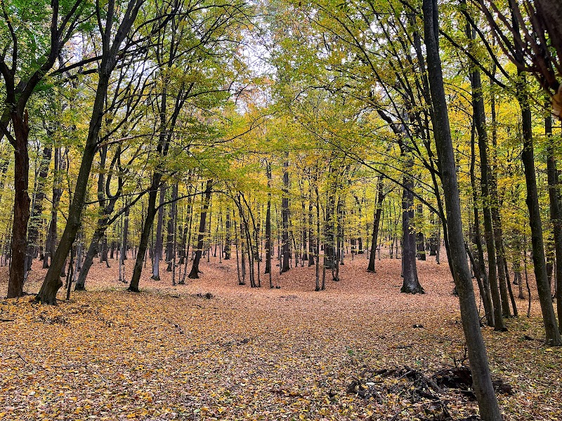 Enchanting Forests of Codri - Codri