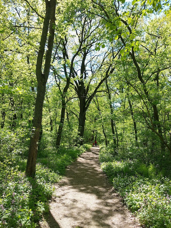 Wildlife Wonders at Nature Reserve 'Pădurea Domnească' - Nature Reserve "Pădurea Domnească"