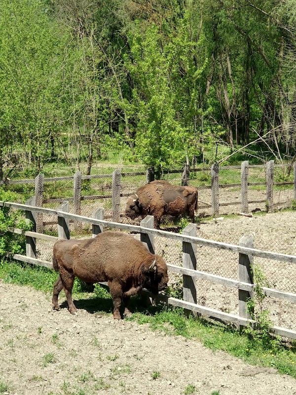Wildlife Wonders at Nature Reserve 'Pădurea Domnească' - Nature Reserve "Pădurea Domnească"