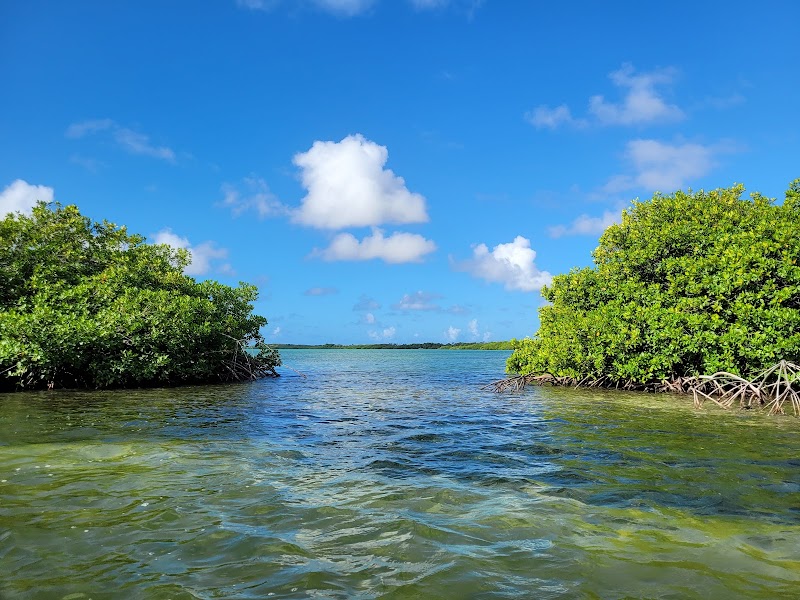 Discover the Mangrove Majesty of Kralendijk - Mangrove Center
