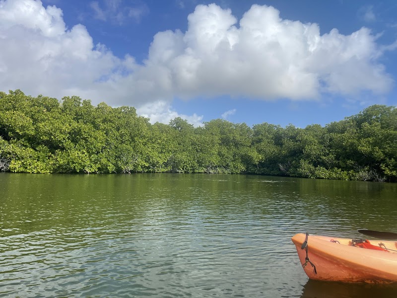 Discover the Mangrove Majesty of Kralendijk - Mangrove Center