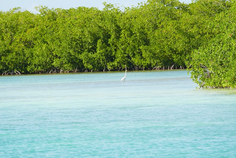 Discover the Mangrove Majesty of Kralendijk - Mangrove Center