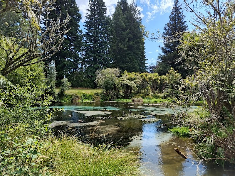 Crystal Waters of Hamurana Springs, New Zealand surrounding landscape