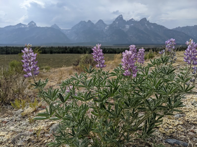 Majestic Views at Glacier View Turnout outdoor detail