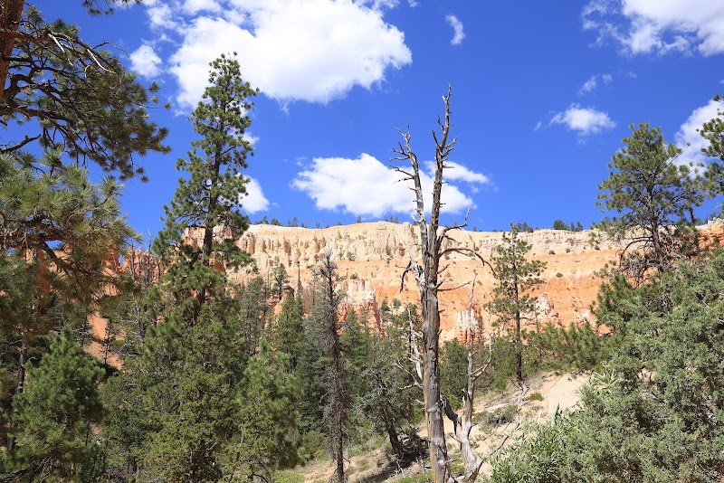 Navajo Loop Trail: A Journey Through Bryce Canyon's Wonders - Navajo Loop Trail