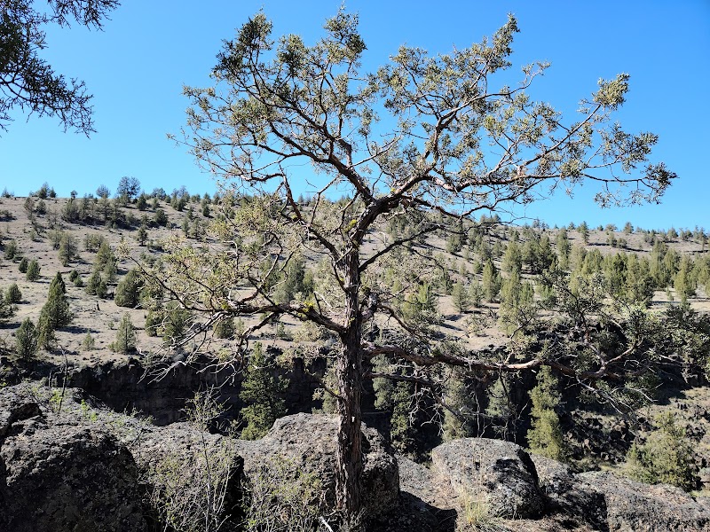 Waterfall Wonders: Steelhead Falls Trailhead surrounding landscape