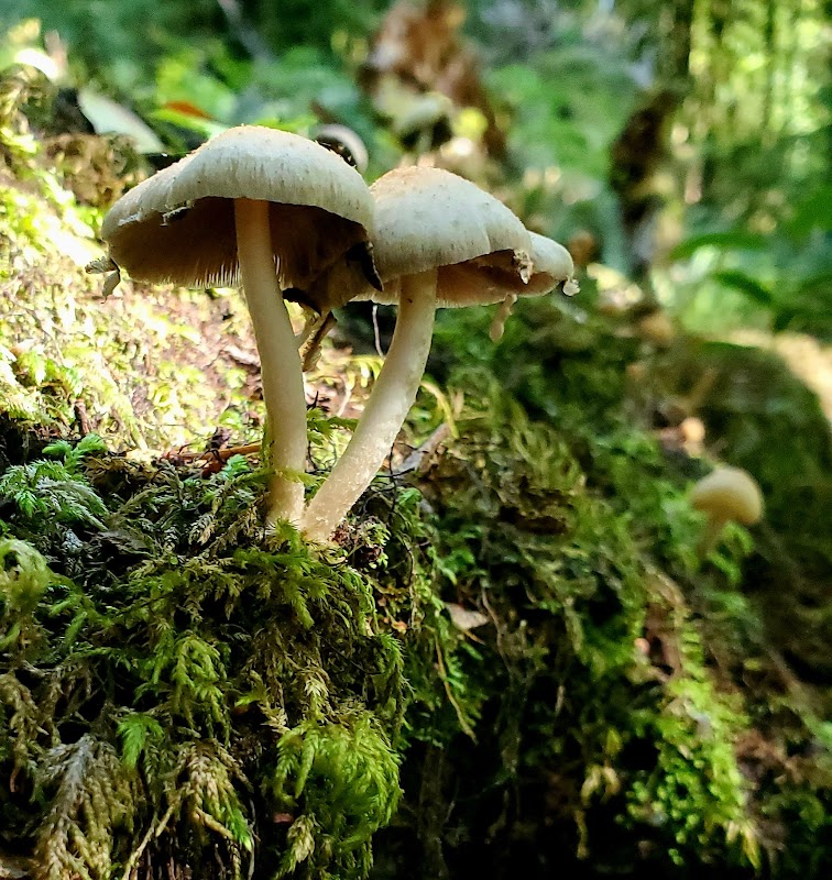 Discover Myrtle Tree Trail - A Hidden Gem in Curry County, Oregon surrounding landscape