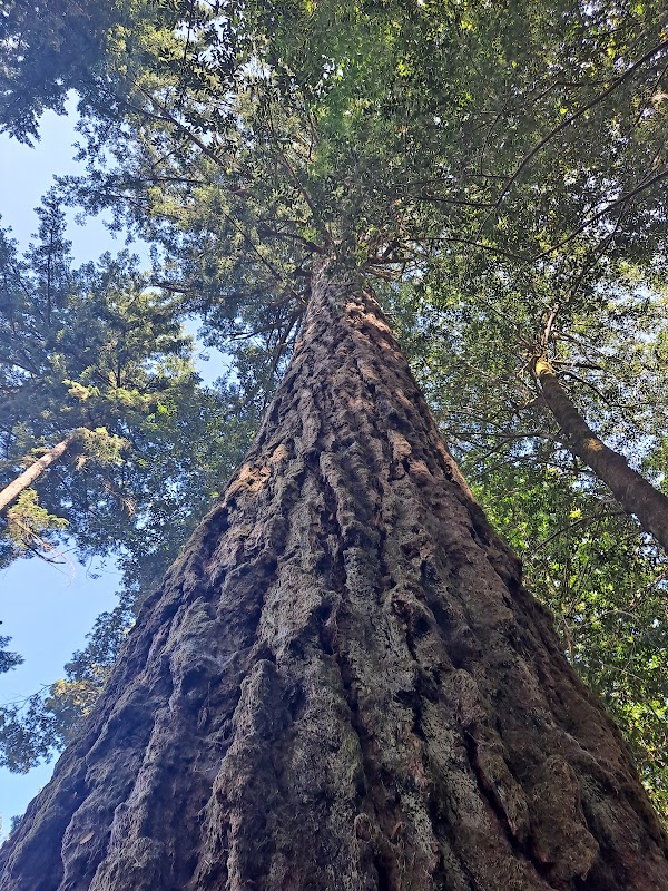 Discover Myrtle Tree Trail - A Hidden Gem in Curry County, Oregon outdoor detail