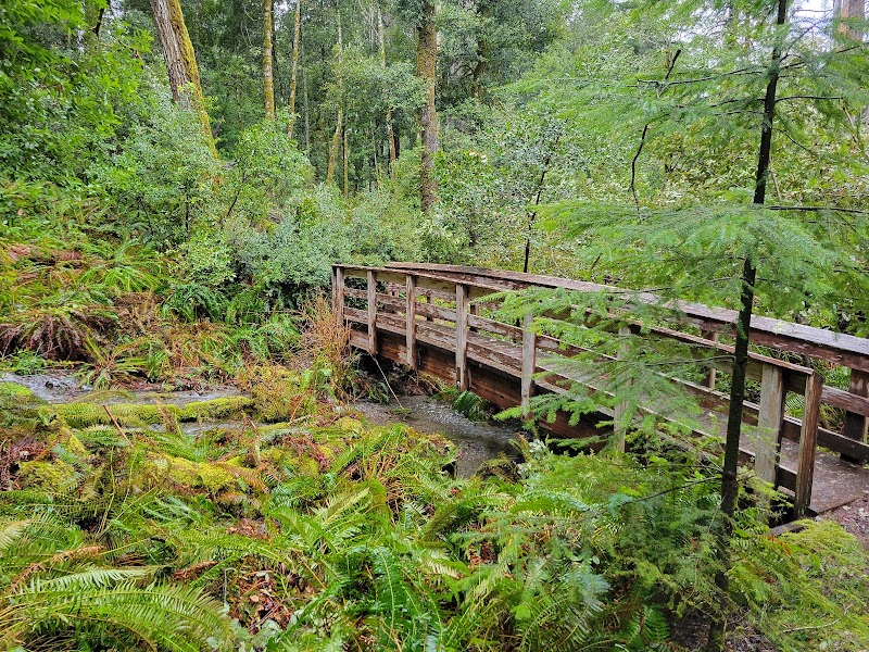 Wander the Ancient Giants: Frances Shrader Old Growth Trailhead surrounding landscape