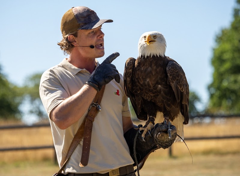 Birds of Prey at Bornholms Rovfugleshow - Bornholms Rovfugleshow