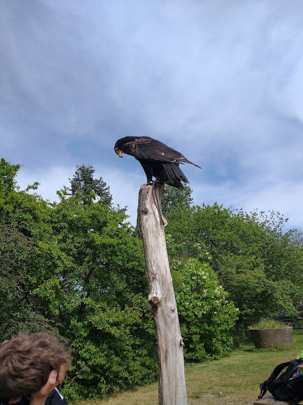 Birds of Prey at Bornholms Rovfugleshow - Bornholms Rovfugleshow
