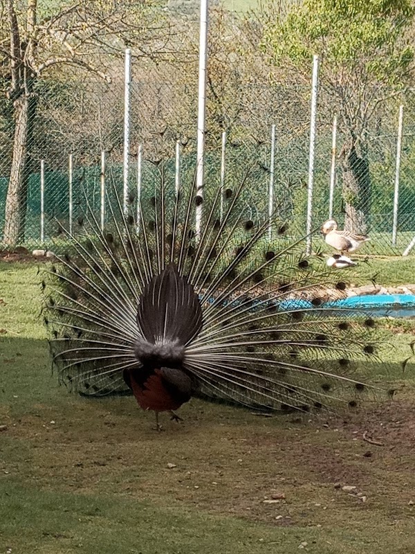 Discovering the Tranquil Beauty of Parco di Montecchio - Parco di Montecchio