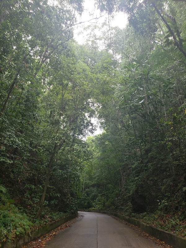 Fern Gully: Nature's Green Tunnel in Ocho Rios - Fern Gully