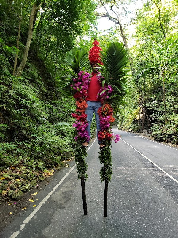 Fern Gully: Nature's Green Tunnel in Ocho Rios - Fern Gully