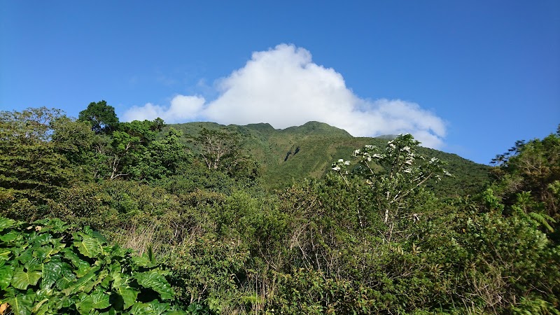 Forested Escape in Dominica: Central Forest Reserve - Central Forest Reserve