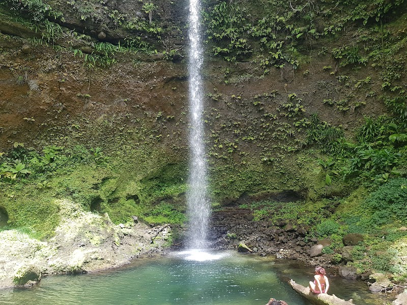 Forested Escape in Dominica: Central Forest Reserve - Central Forest Reserve
