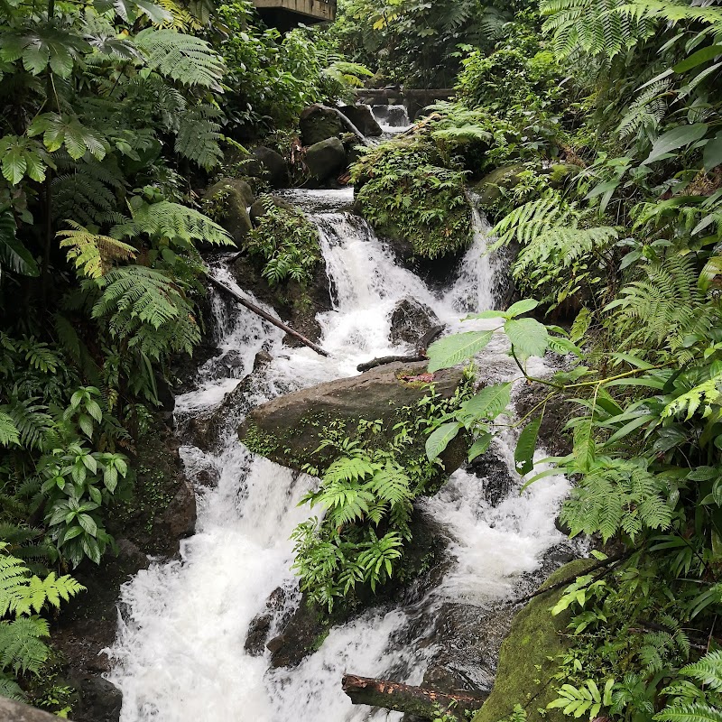 Forested Escape in Dominica: Central Forest Reserve - Central Forest Reserve