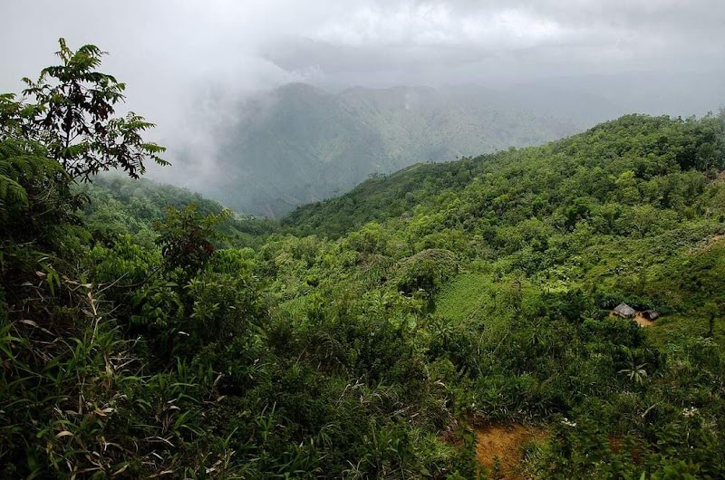 Lush Wilderness of Pic Macaya - Pic Macaya