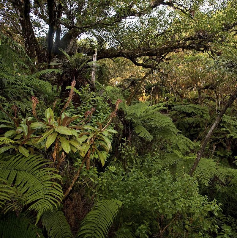Lush Wilderness of Pic Macaya - Pic Macaya