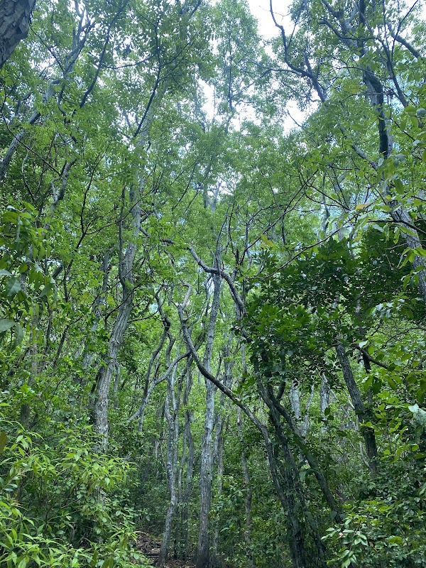 Nature's Tranquil Gem: Wallings Nature Reserve - Wallings Nature Reserve