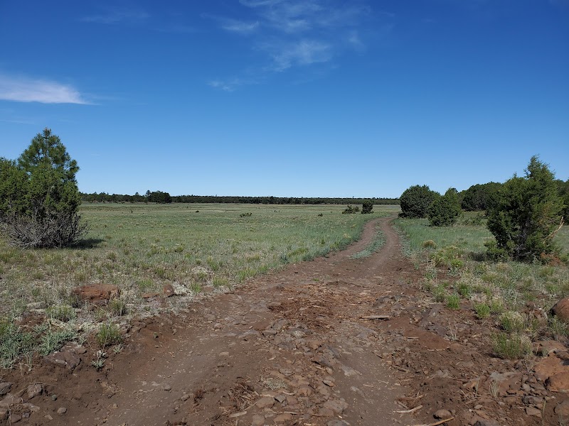 Forested Trails at Horse Lake Trailhead - Horse Lake Trailhead