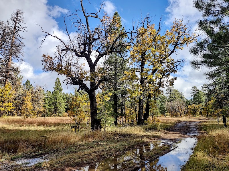 Forested Trails at Horse Lake Trailhead - Horse Lake Trailhead